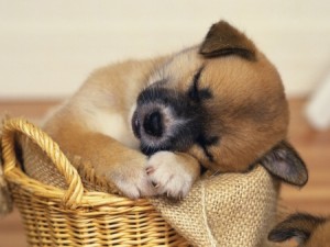 perro