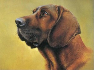 perrito