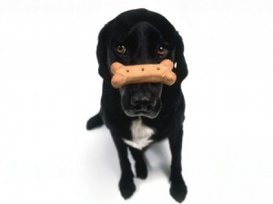 perro9