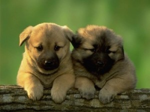 perros2