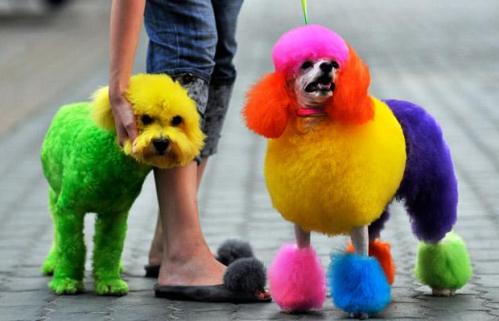 Como teñir el tu poodle - Mascot House