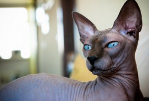 gato-sphynx