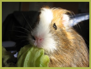 cobaya-comiendo