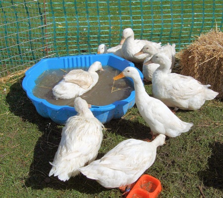 Patos Para Mascotas En El Hogar Mascot House