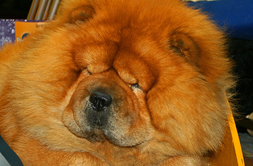 Chow Chow II