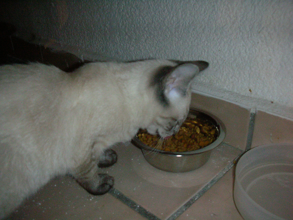 Tsuki comiendo en su plato nuevo