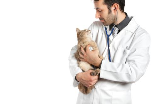 veterinario