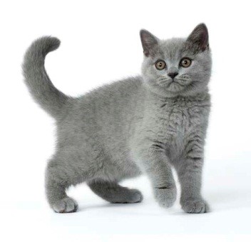 british-shorthair