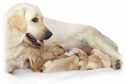 labrador-cachorros