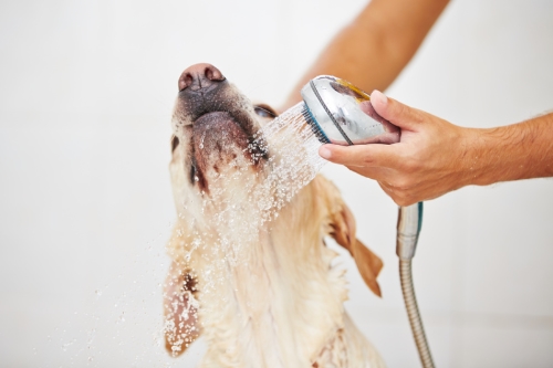 dog washing