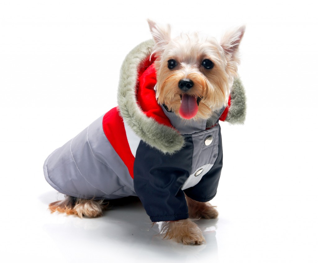 Abrigo Plumas Impermeable para Perro Meribel ropa para mascotas kukasworld 1