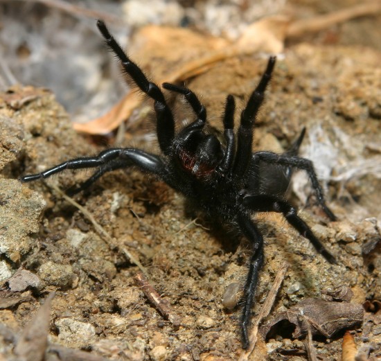 Araña